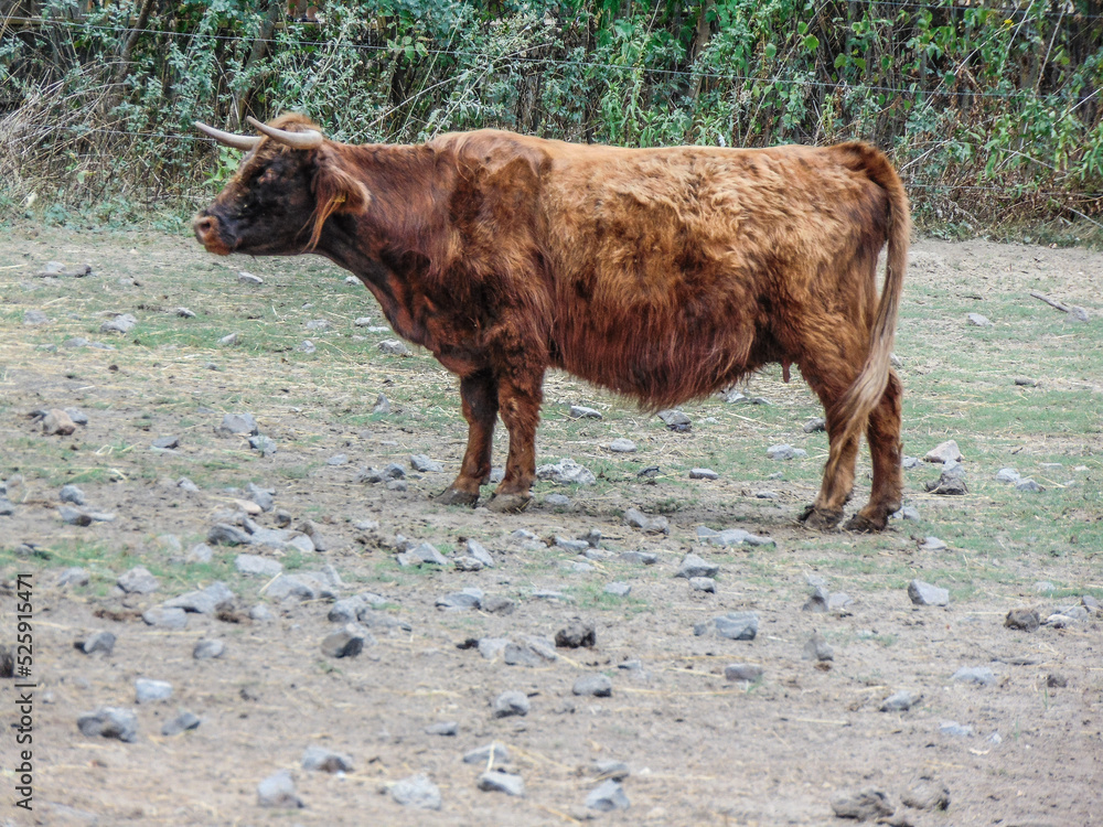 Highland cow in the summer. Animal Highland cow in the summer. Animal
