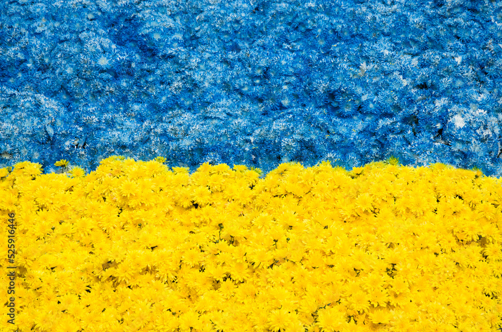 National flag of Ukraine maded of many flowers - obrazy, fototapety, plakaty 