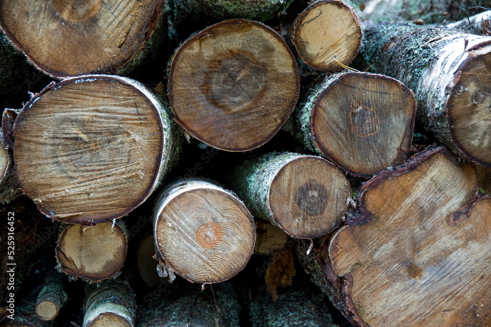 Forest birches, pines and spruces. Piles of logs, logging of the woodworking.
