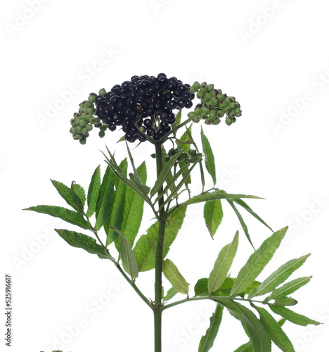 Danewort, dwarf elder plant with elderberries and leaves on twig isolated on white (sambucus ebulus)