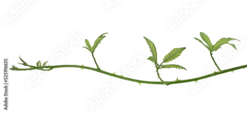 Wild blackberry leaves, foliage on stem isolated on white 