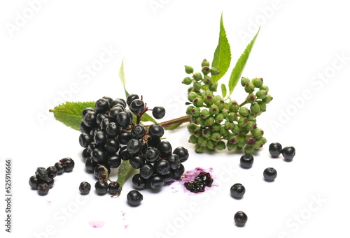 Danewort, dwarf elder plant with elderberries and leaves on twig isolated on white (sambucus ebulus)