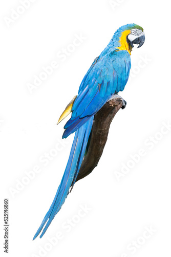 Beautiful Macaw Parrot, Guacamaya, Ara ararauna portrait  in the wild, Yumka Park, Mexico, Tabasco, Villahermosa. © Alexander Sánchez