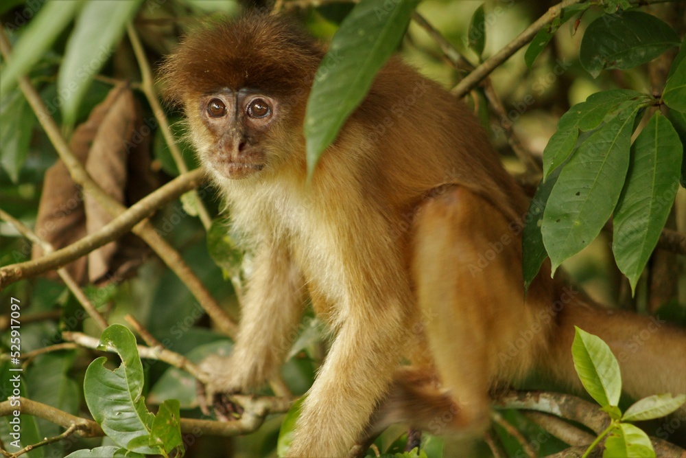 Fototapeta premium Amazon monkey