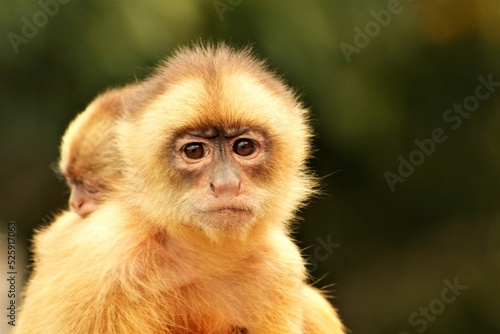 portrait of a macaque © Juliana