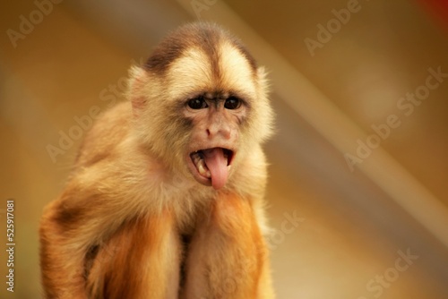 close up of a macaque