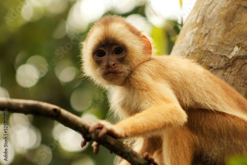 Monkey in the Amazon rainforest