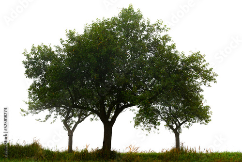 Trees on meadow isolated on white background