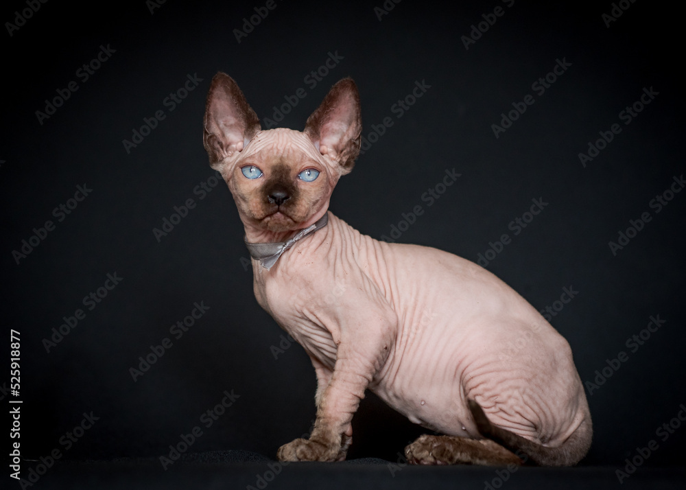  A cat with bright blue eyes and a bow around his neck sits on a dark background. The breed of the cat is the sphinx