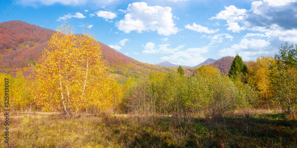 birch tree in yellow foliage on the grassy meadow. sunny autumn day in mountains