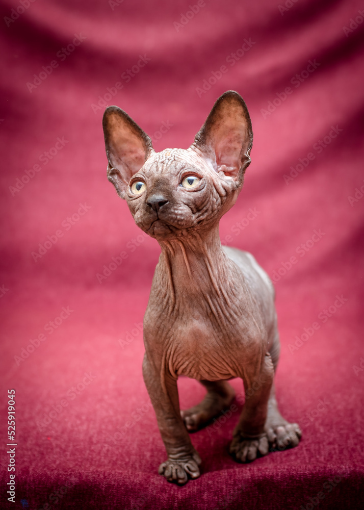A small kitten with an expressive look and cute ears poses for a photo. The breed of the cat is the sphinx.