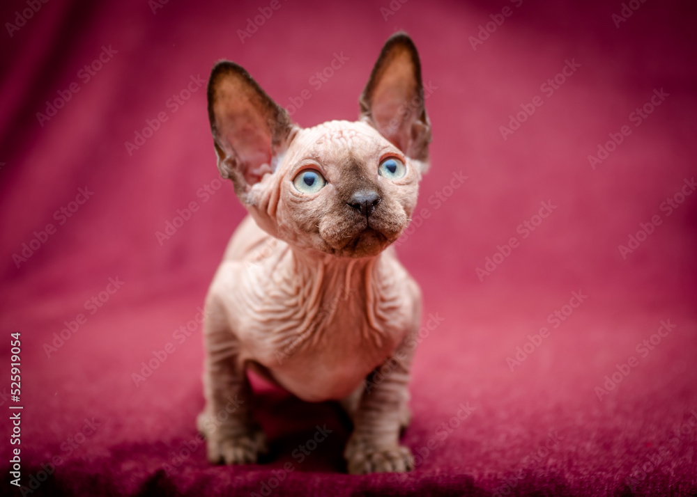A small kitten with an expressive look and cute ears poses for a photo. The breed of the cat is the sphinx A small kitten with an expressive look and cute ears poses for a photo. The breed of the cat is the sphinx