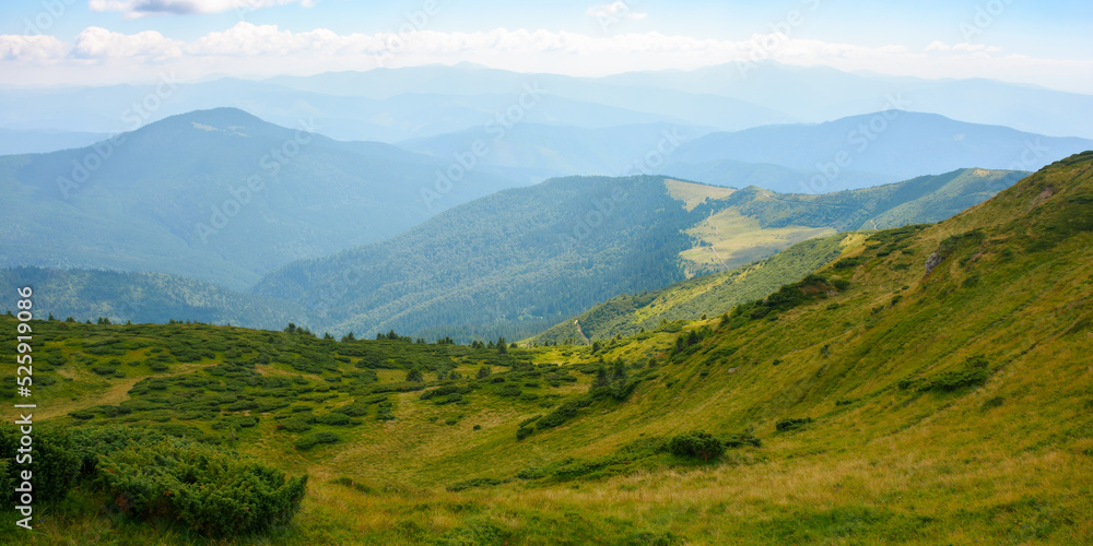 carpathian mountain landscape in summer. green grassy hills and meadows on a sunny day beneath a sky with fluffy clouds. popular travel destination of ukraine