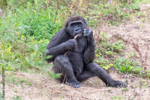 A gorilla chewing on some food