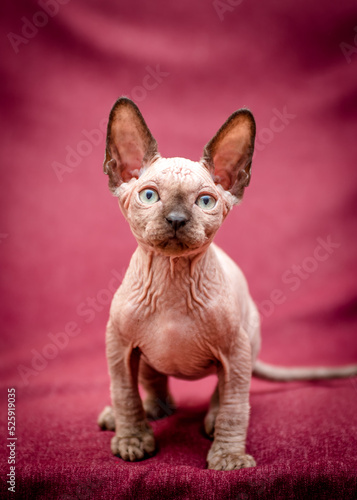 A small kitten with an expressive look and cute ears poses for a photo. The breed of the cat is the sphinx.