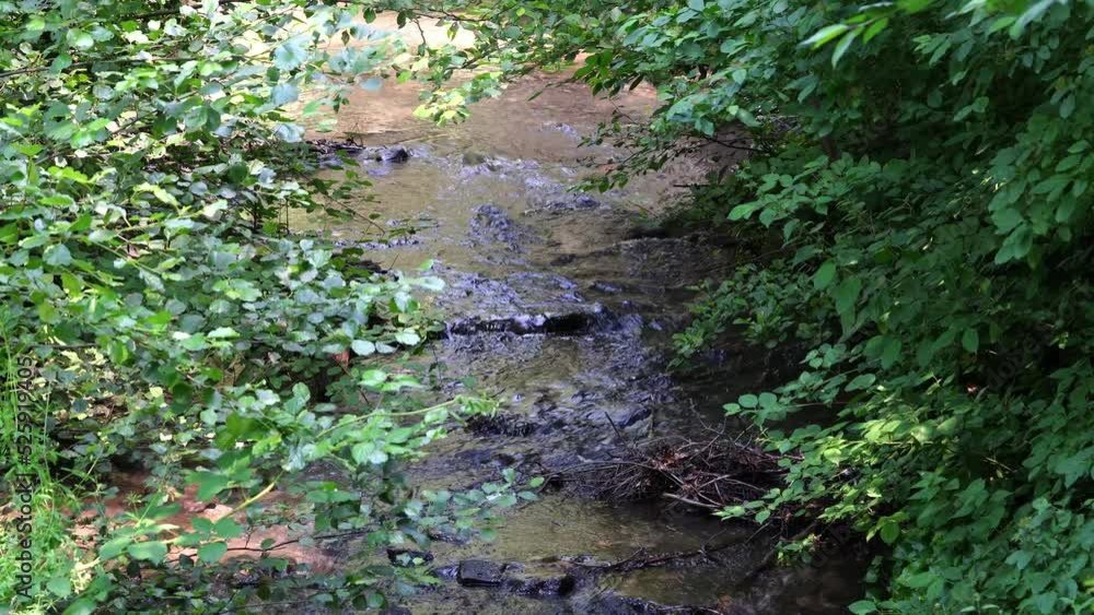 A stream in a green forest. A stream in a green forest.