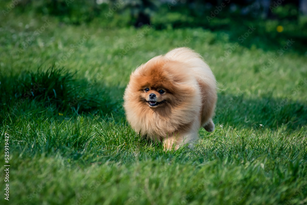 Fluffy dog smiles and runs on green grass. The breed of the dog is the Pomeranian