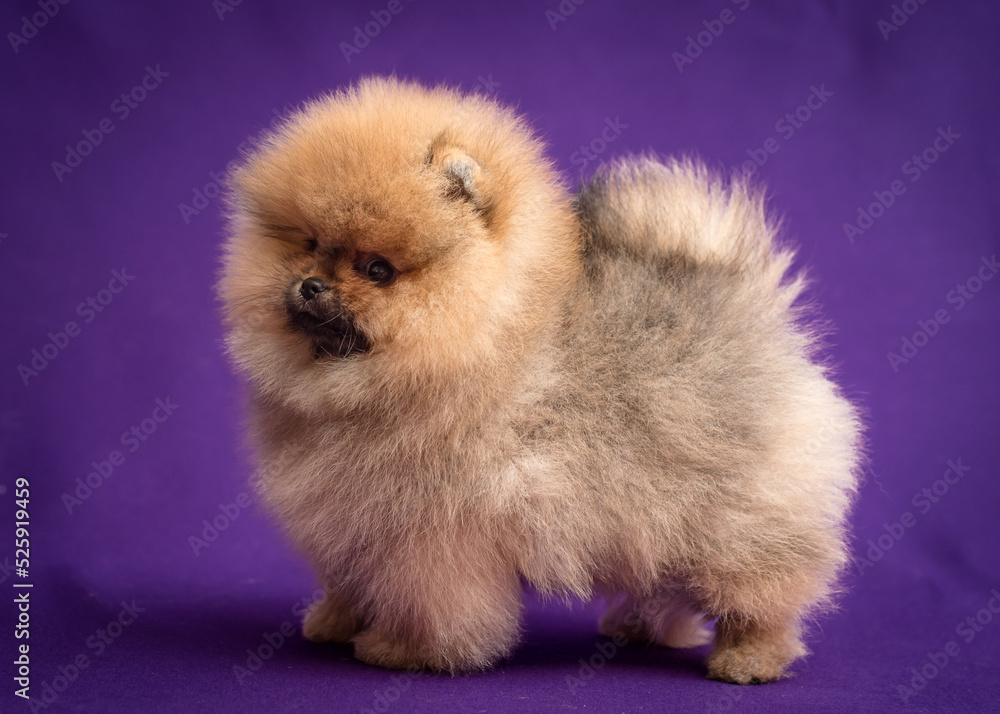 Fluffy red puppy poses for a photo. The breed of the dog is the Pomeranian Fluffy red puppy poses for a photo. The breed of the dog is the Pomeranian