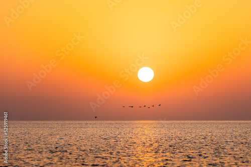 Cormorants flying over Persian Gulf in Saudi Arabia at sunset 