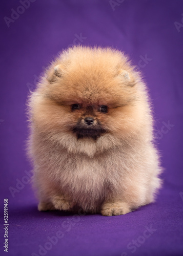 Fluffy red puppy poses for a photo. The breed of the dog is the Pomeranian