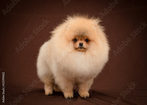 Very fluffy dog poses for a photo. The breed of the dog is the Pomeranian. 