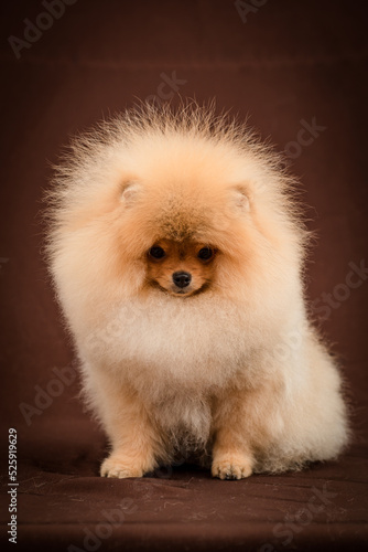 Very fluffy dog poses for a photo. The breed of the dog is the Pomeranian © Mykola Tkach