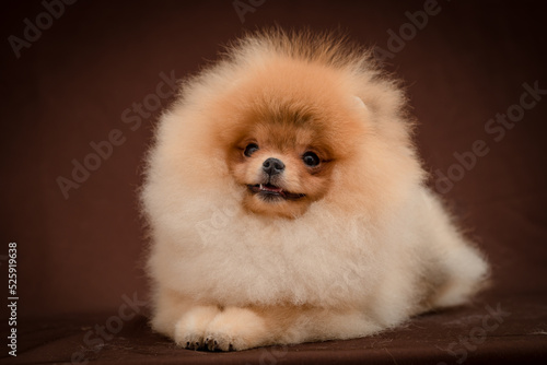 Very fluffy dog smiling sweetly. The breed of the dog is the Pomeranian © Mykola Tkach
