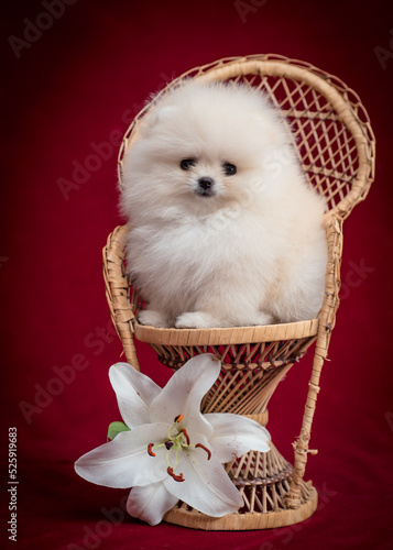 White fluffy puppy sits in a cute basket with a flower. The breed of the dog is the Pomeranian