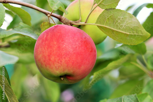 Red apple in the garden on a branch. Eco farm and harvest concept. selective focus