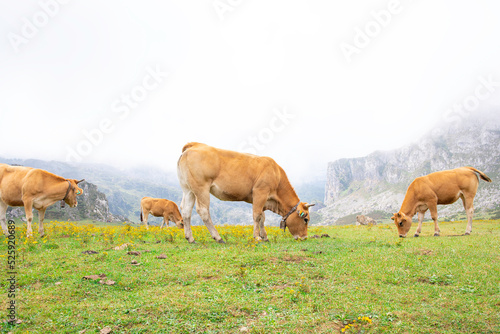 Cows grazing in a mountainous landscape