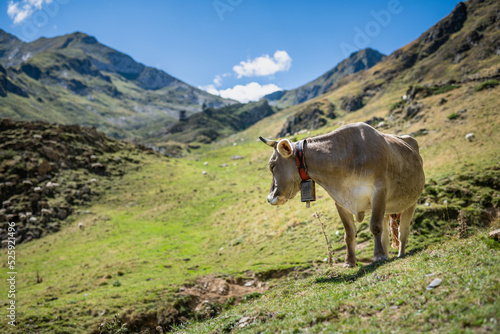 Isolated cow at Port de Salau in the Pyrenees mountain photo