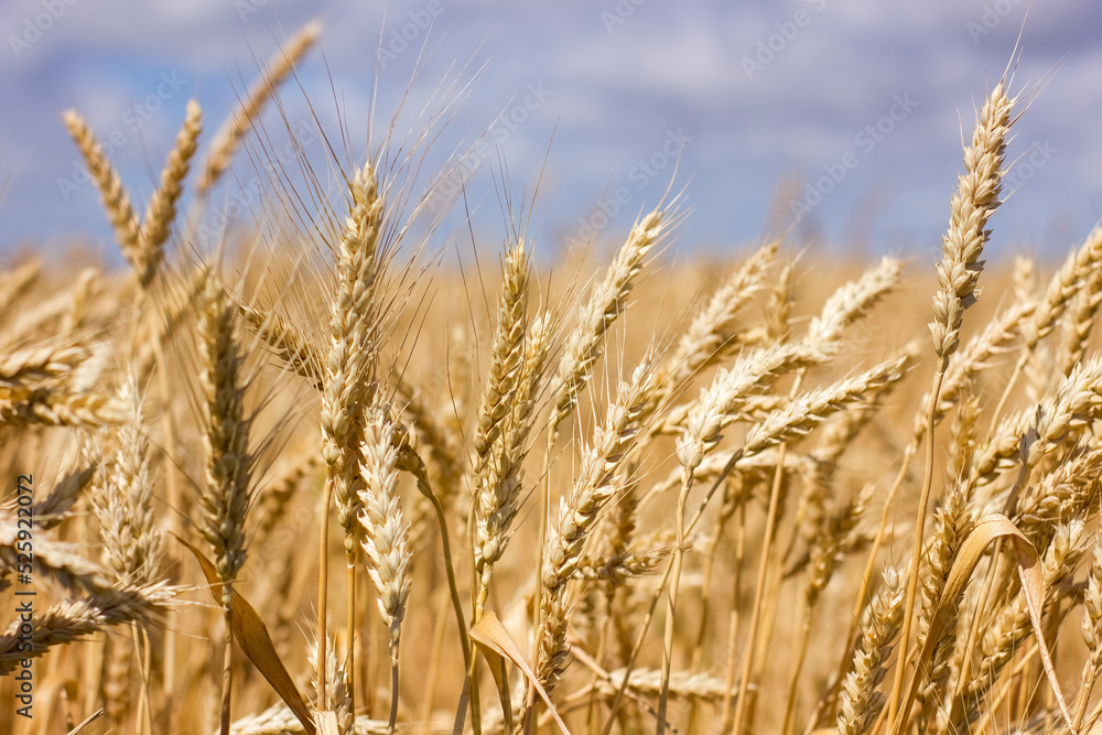 Close up of wheat ears on wind at sunny summer day. Close up of wheat ears on wind at sunny summer day.