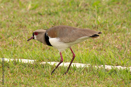 Cute little bird on the lawn