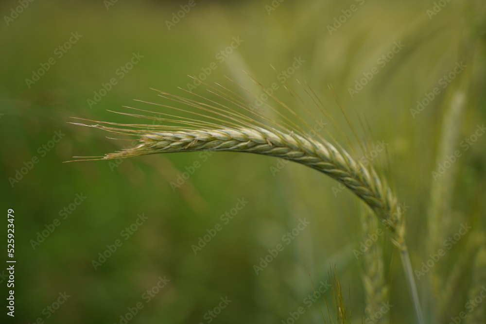 A green wheat spike close-up against a blurry wheat field A green wheat spike close-up against a blurry wheat field