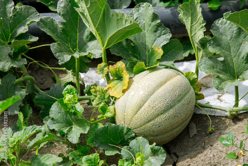 melon