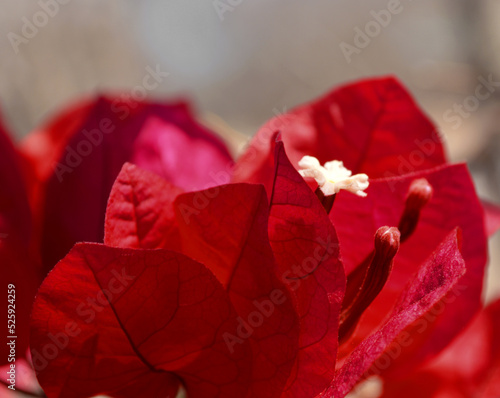 Planta Bugambilia Roja