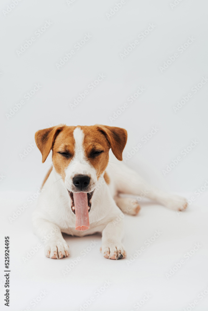 Jack Russell Terrier puppy, six months old,  lying with his tongue out  in front of white background