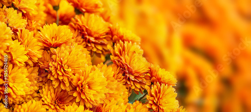 Closeup of beautiful Mum or Chrysanthemum flowers blooming in the autumn photo