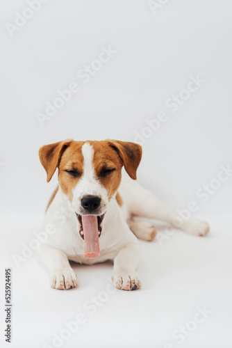 Jack Russell Terrier puppy, six months old, lying with his tongue out in front of white background