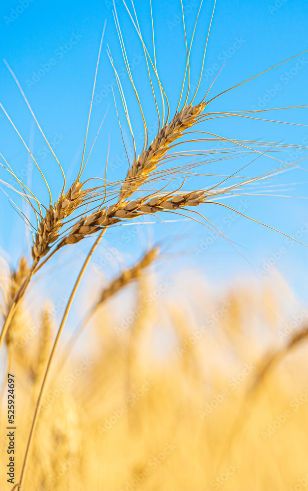 Wheat field against the blue sky. Grain farming, ears of wheat close-up. Agriculture, growing food products. Wheat field against the blue sky. Grain farming, ears of wheat close-up. Agriculture, growing food products.