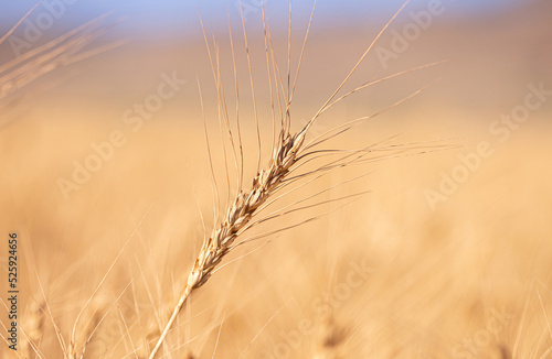 Wheat field on a sunny day. Grain farming, ears of wheat close-up. Agriculture, growing food products.