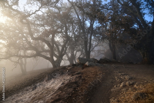 fog in the forest