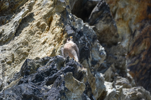 Peregrine Falcon hidden