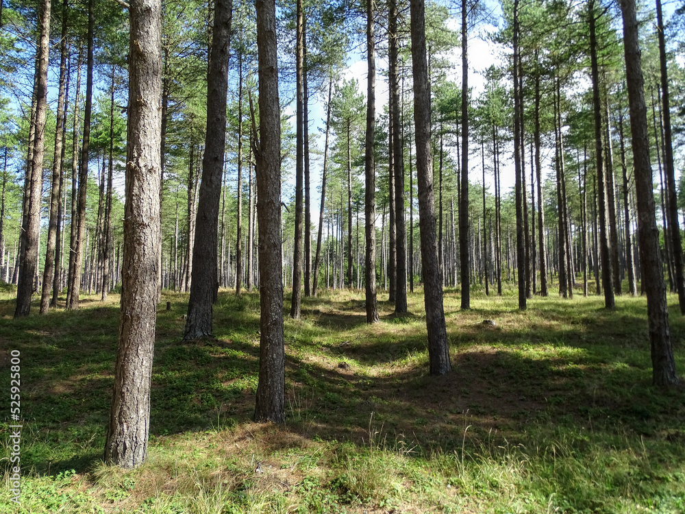 Obraz premium Pine trees in the forest at Newborough, Anglesey, Blue skies with white clouds, lush green grass, on a bright summer day.