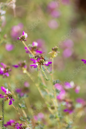 Fuzzy Apis mellifera western honeybee gathers pollen from the prolific lilac purple blooms in the southwestern desert garden