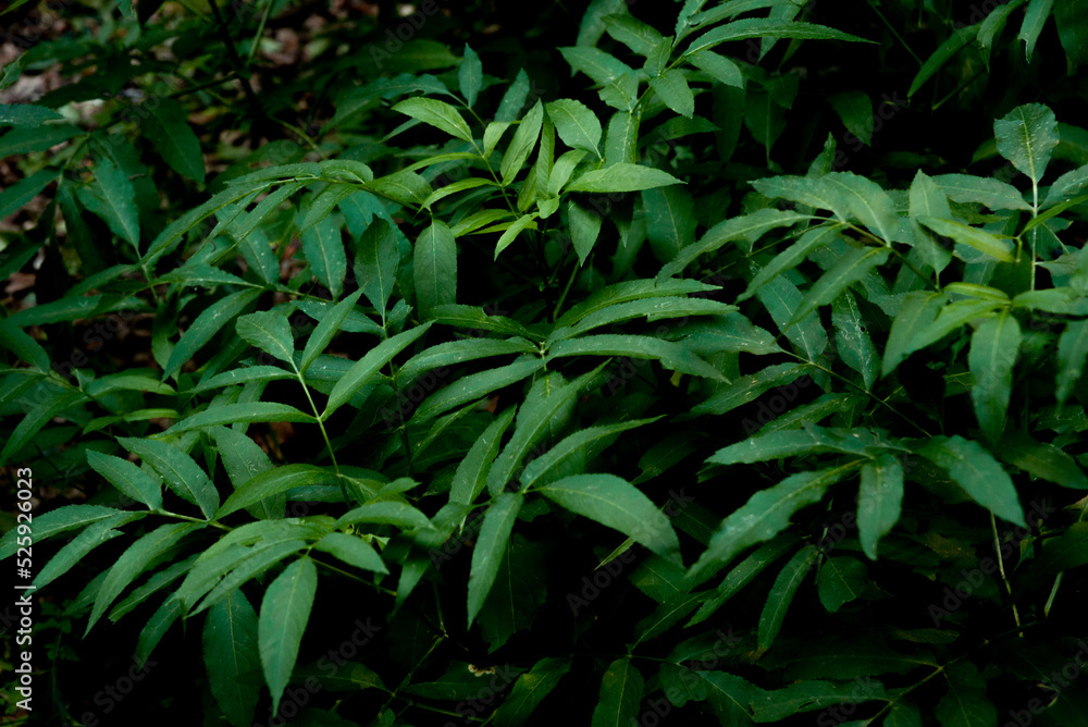 plant with green and elongated leaves with a dark background. weed that grows in the bosues
plant with green and elongated leaves with a dark background. weed that grows in the bosues