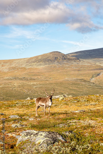 a young reindeer in summer in norway