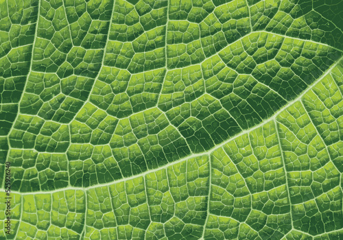 Green Leaf Texture with Veins Pattern Vector Illustration for graphics design, fabric, background, print tee and other uses.