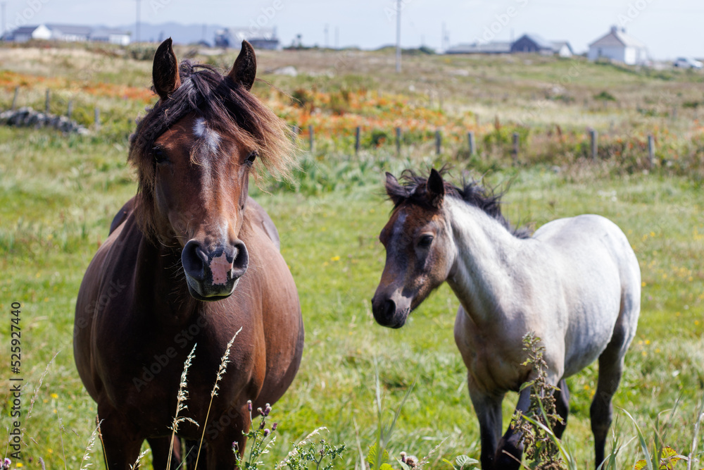 horse in the field