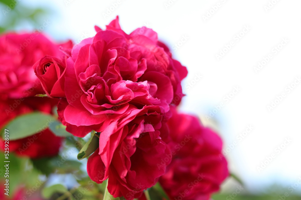 Garden Roses. Lush bush of pink red Rose. Blurred floral background with red flowers roses. Many flowers. Soft focus. Natural Floral summer background. Flower bush. Valentines day. Greeting card.